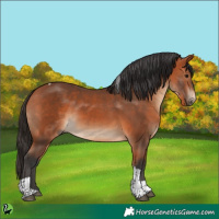 Horse Color:Bay Tobiano 