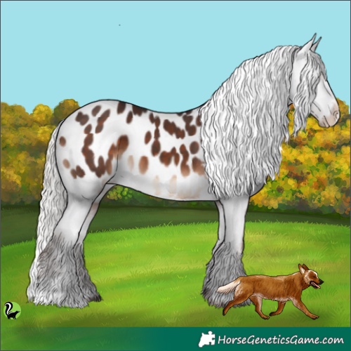 Horse Color:Silver Brown Appaloosa 