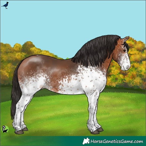 Horse Color:White Spotted Bay Tobiano 