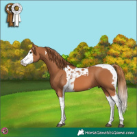 Horse Color:Chestnut Splash Tobiano