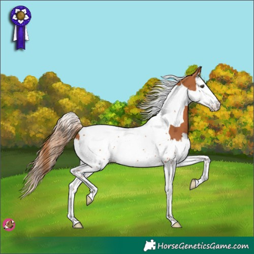 Horse Color:Chestnut Splash Tobiano 