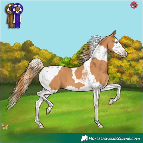 Horse Color:Chestnut Splash Tobiano 