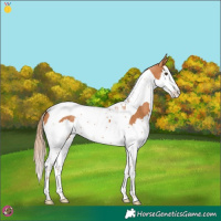 Horse Color:Chestnut Splash Tobiano 