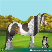 Horse Color:Buckskin Tobiano 