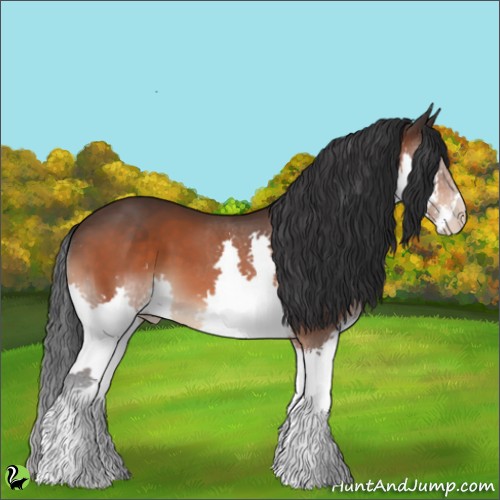 Horse Color:Bay Splash 