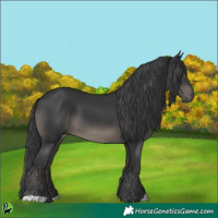 Horse Color:Black 