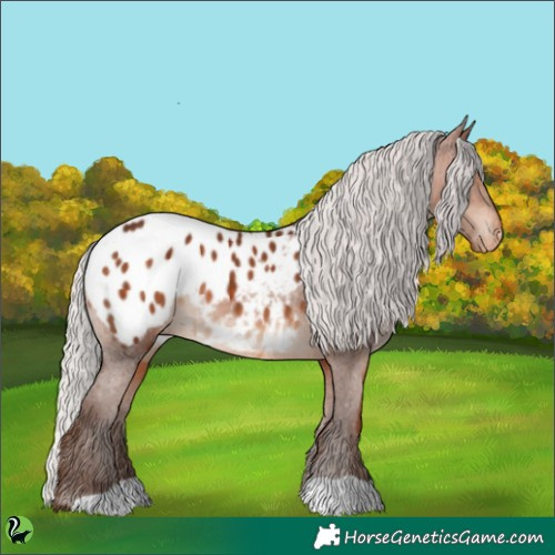 Horse Color:Silver Bay Appaloosa 