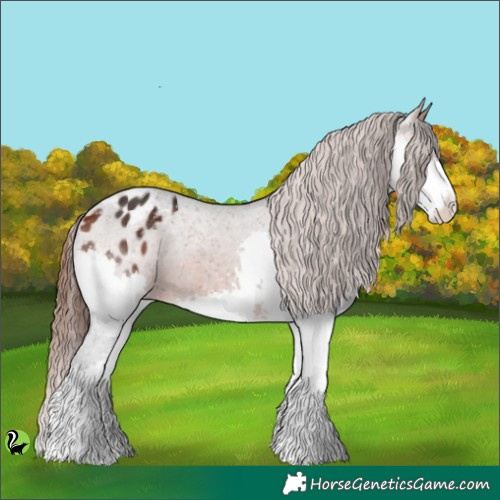 Horse Color:Brown Splash Appaloosa 