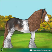Horse Color:White Spotted Liver Chestnut 