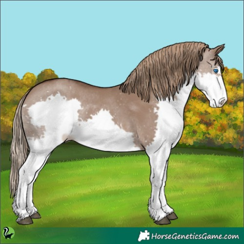 Horse Color:Liver Red Dun Splash Rabicano 