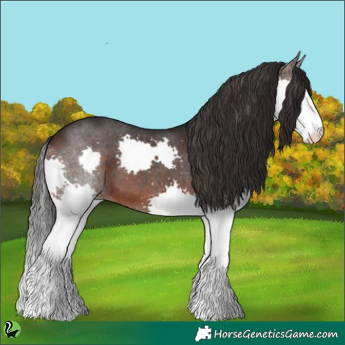 Horse Color:Brown Sabino Splash