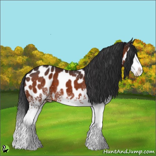 Horse Color:White Spotted Brown Splash Appaloosa 