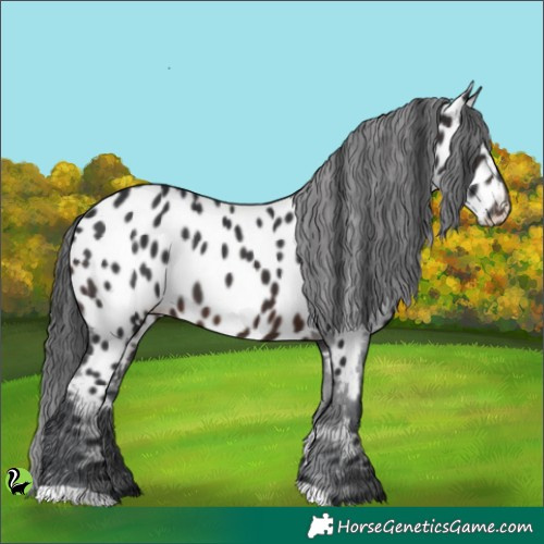 Horse Color:Brown Appaloosa 