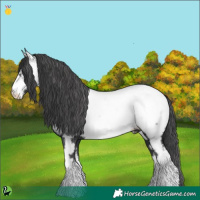 Horse Color:White Spotted Black Appaloosa 