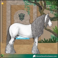 Horse Color:White Spotted Black Appaloosa 