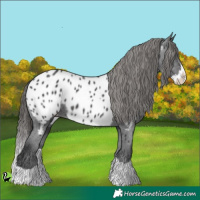 Horse Color:Black Splash Near Leopard 