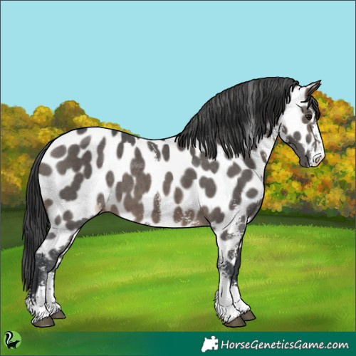 Horse Color:Brown Dun Sabino Near Leopard 