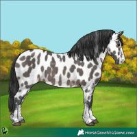 Horse Color:Brown Dun Sabino Near Leopard 