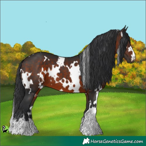 Horse Color:White Spotted Brown 