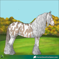 Horse Color:White Spotted Brown Dun Near Leopard 