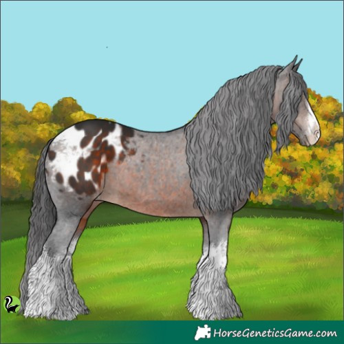 Horse Color:White Spotted Brown Appaloosa 