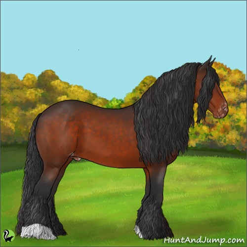 Horse Color:Bay Appaloosa 