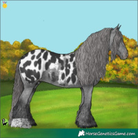 Horse Color:Black Appaloosa