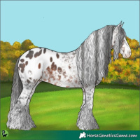 Horse Color:Brown Sabino Appaloosa