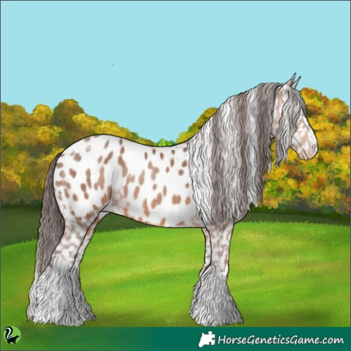 Horse Color:White Spotted Sable Champagne Appaloosa 