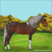 Horse Color:Silver Brown Tobiano