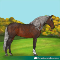 Horse Color:Silver Brown Tobiano 