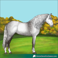 Horse Color:Gray Silver Black Tobiano 