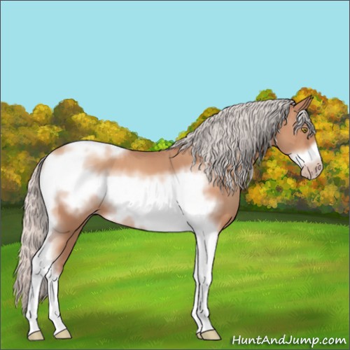 Horse Color:Silver Sable Champagne Tobiano Frame