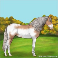 Horse Color:Silver Sable Champagne Tobiano Frame 