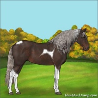 Horse Color:Silver Brown Tobiano 
