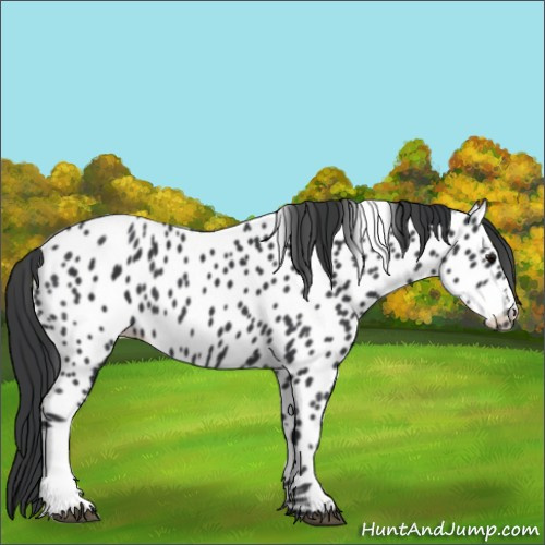 Horse Color:Black Appaloosa 