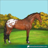 Horse Color:Bay Appaloosa 