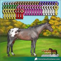 Horse Color:Brown Appaloosa 