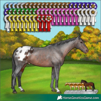 Horse Color:Brown Appaloosa