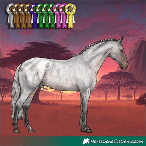 Horse Color:Silver Brown Roan Appaloosa 