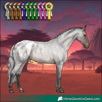 Horse Color:Silver Brown Roan Appaloosa