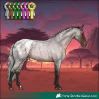 Horse Color:Silver Brown Roan Appaloosa 