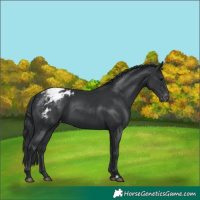 Horse Color:Black Appaloosa 