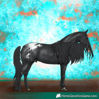 Horse Color:Black Appaloosa 