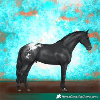 Horse Color:Black Appaloosa 