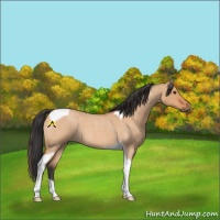 Horse Color:Bay Roan Dun Tobiano 