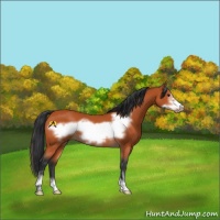 Horse Color:Bay Sabino Frame 