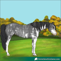 Horse Color:Black Sabino Rabicano 