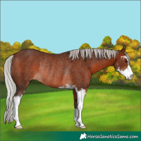 Horse Color:Silver Brown Sabino Rabicano 