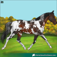 Horse Color:White Spotted Brown 